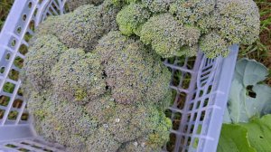 Живем в селе/Собираем урожай БРОККОЛИ/Синоптики чудят