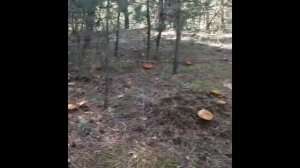 тихая охота 🍄🟫