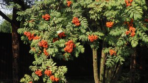 Август тоже угасает...