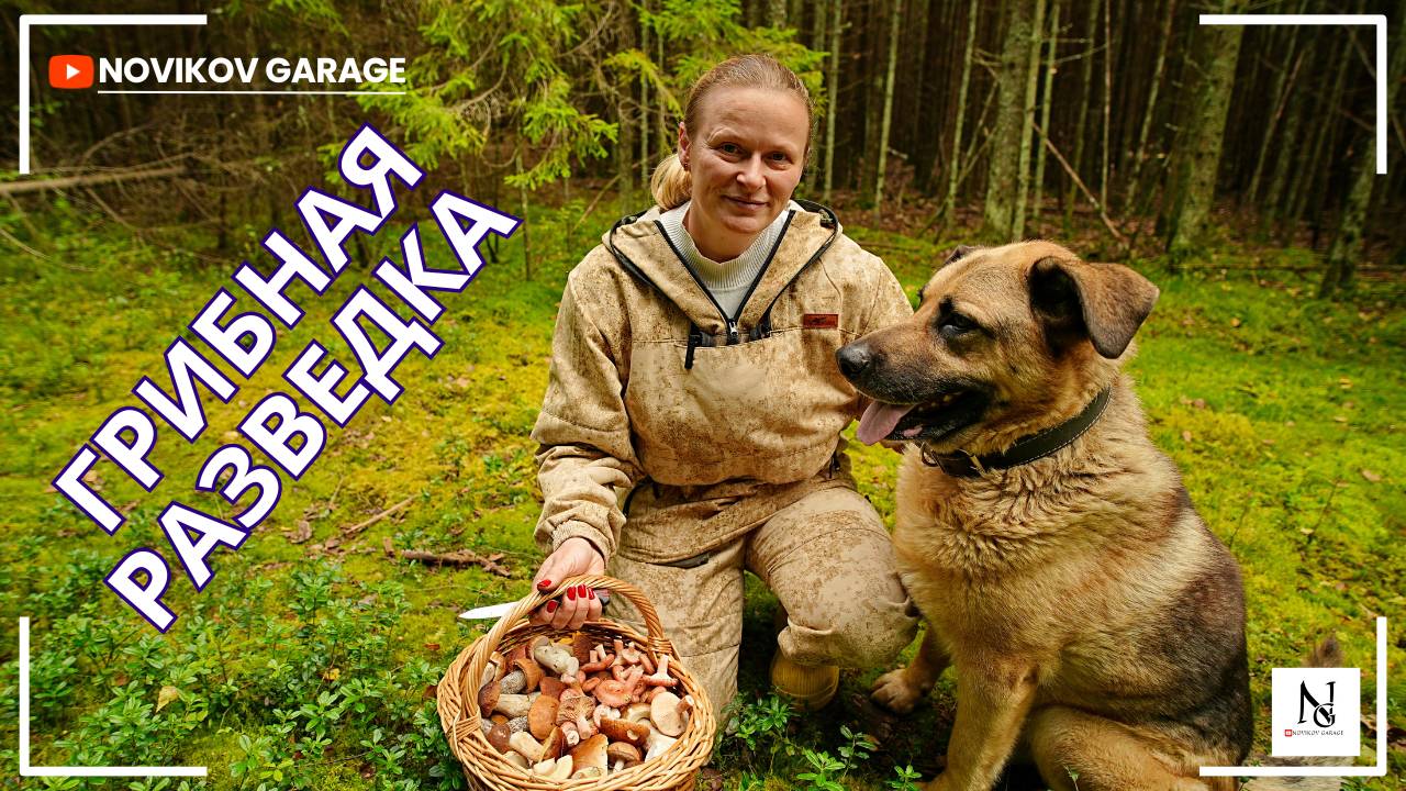 Грибная разведка 29 августа 2025. Всеволожский район. смотреть онлайн