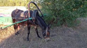 Запрег Зайчика в одноконку, ездил в соседнее село