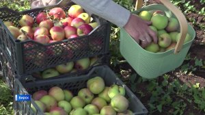 Небывалый урожай яблок собрали жители Башкортостана