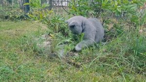 ИГРА В КОШКИ-МЫШКИ