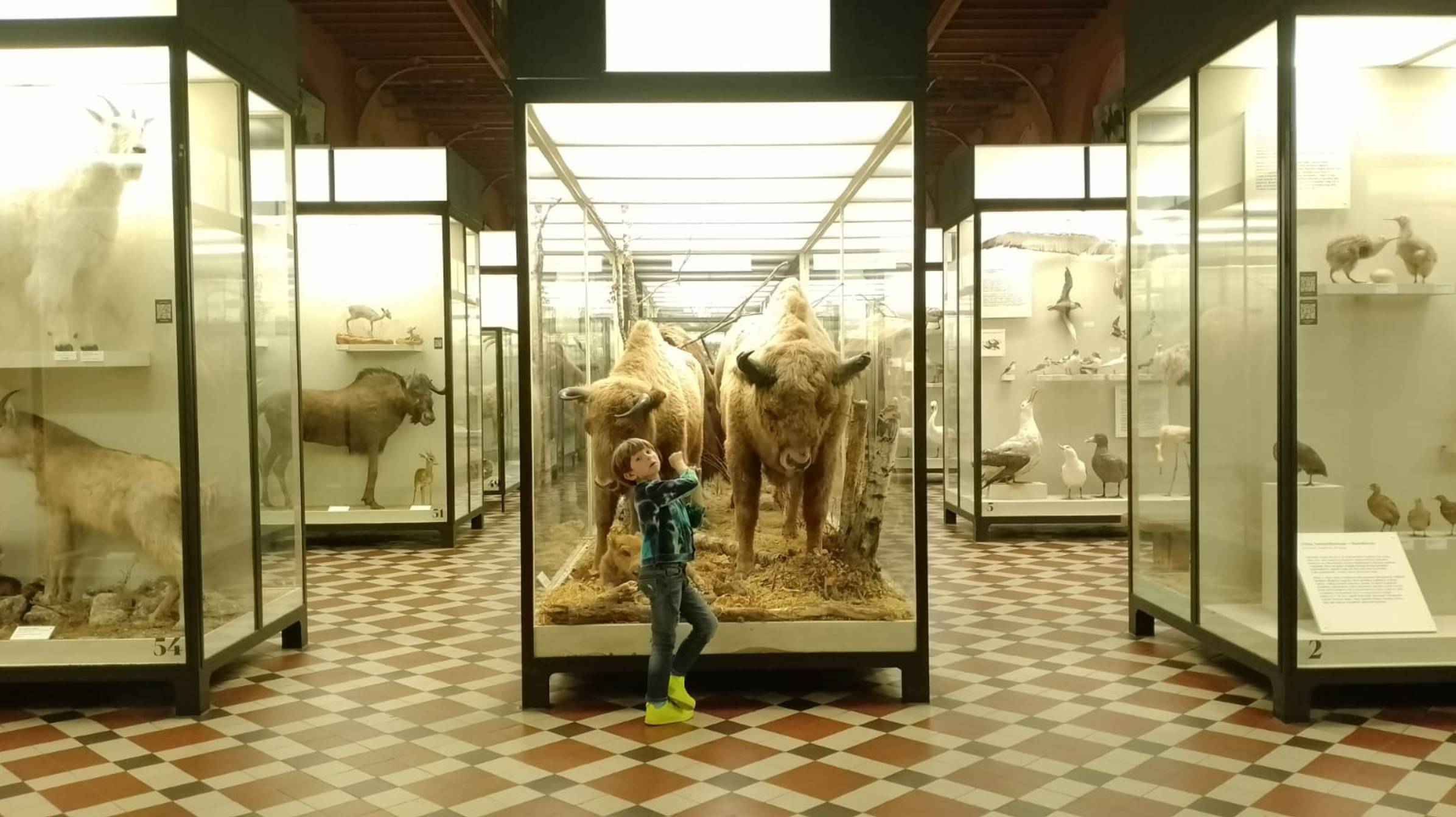 Зоологический музей, Москва 28.08.2025