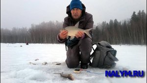 Яуза, начало сезона (декабрь 2024))