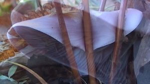 Время сбора грибов (6)