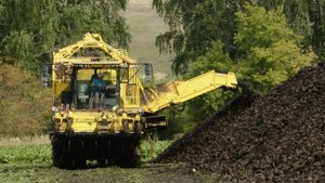 Заинские аграрии продолжают уборку сахарной свеклы