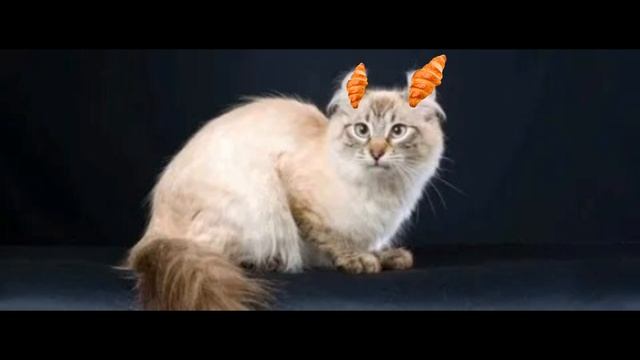 топ пять необычных кошек смотреть онлайн