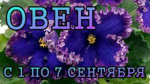 ОВЕН таро прогноз на неделю с 1 по 7 СЕНТЯБРЯ 2025 года.