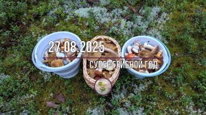 Наконец-то грибной год! Собираем белые в Лодейнопольском районе ЛО.