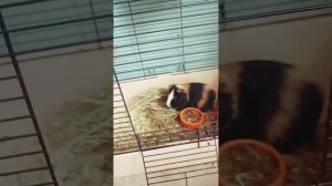 обзор на морскую свинку