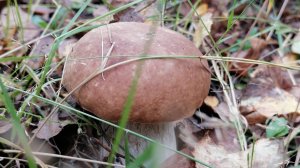 Грибной бум 25 августа 2025 год