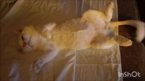 о чём думает Матвей