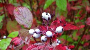 Здоровье 11.