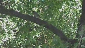 БЕЗ ЗВУКА. Большая синица в ветвях березы. DSCN6652