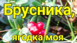 Брусника, ягодка моя.