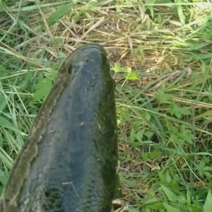 ЗМЕЕГОЛОВ,