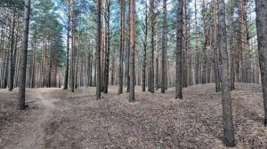 Муж собирает грибы // Мы оздоровляемся в сосновом лесу // Ручные воробьи