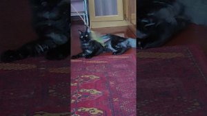 кошки игры