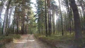 В лес за грибами.