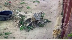 Шархан Вот и вечер наступил 29.08.2025