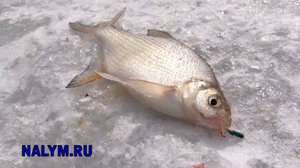 Ловля подлещика - мормышка с мотылем и чертик