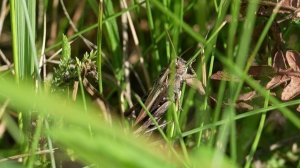 Как ест кузнечик