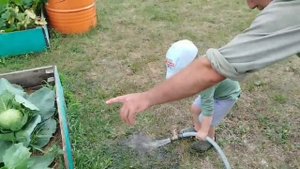 Огород у бабушки.