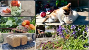 Идеальный день в деревне: запасаемся соленьями и печем хлеб 🍞🥒 | Урожай, дождь и уют.