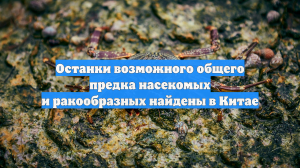 Останки возможного общего предка насекомых и ракообразных найдены в Китае