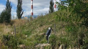 Сходили в зоопарк // Великолепный слон