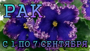 РАК таро прогноз на неделю с 1 по 7 СЕНТЯБРЯ 2025 года.