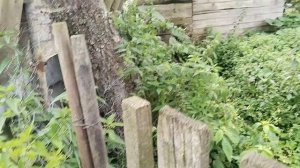 Небольшие новости про моих коз.