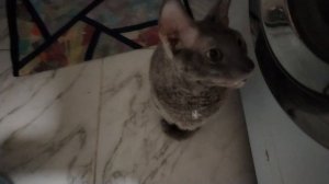 ЛАБУБУ ОЖИЛИ ЧТО СТАЛО?