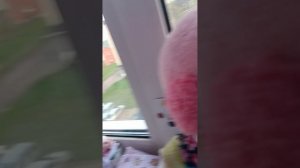 влог с уточками за 10 пд
