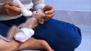 Обезьянка МАЛЕХА кроха впервые Не брыкается Не пьет смесь из соски Спокойная милашка