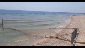 Медузы на Азовском море