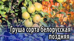 Груша сорта белорусская поздняя особенность выращивания и ухода