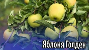 Яблоня Голден - сорт соответствующий мировым стандартам