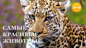 ТОП 50 • Самые красивые животные мира HD