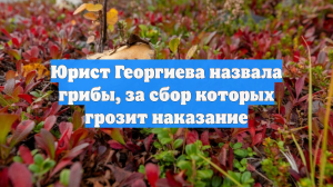 Юрист Георгиева назвала грибы, за сбор которых грозит наказание