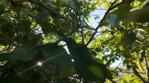 Хороший урожай в этом году.