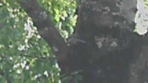 БЕЗ ЗВУКА. Большая синица ищет еду в коре березы. DSCN6654