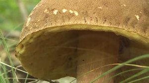 Время сбора грибов (5)