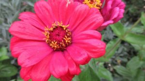 Циннии в августе нюансы ухода чтобы пышно цвели до заморозков