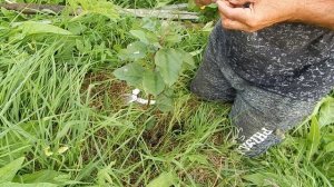 Прививка в приклад - август месяц