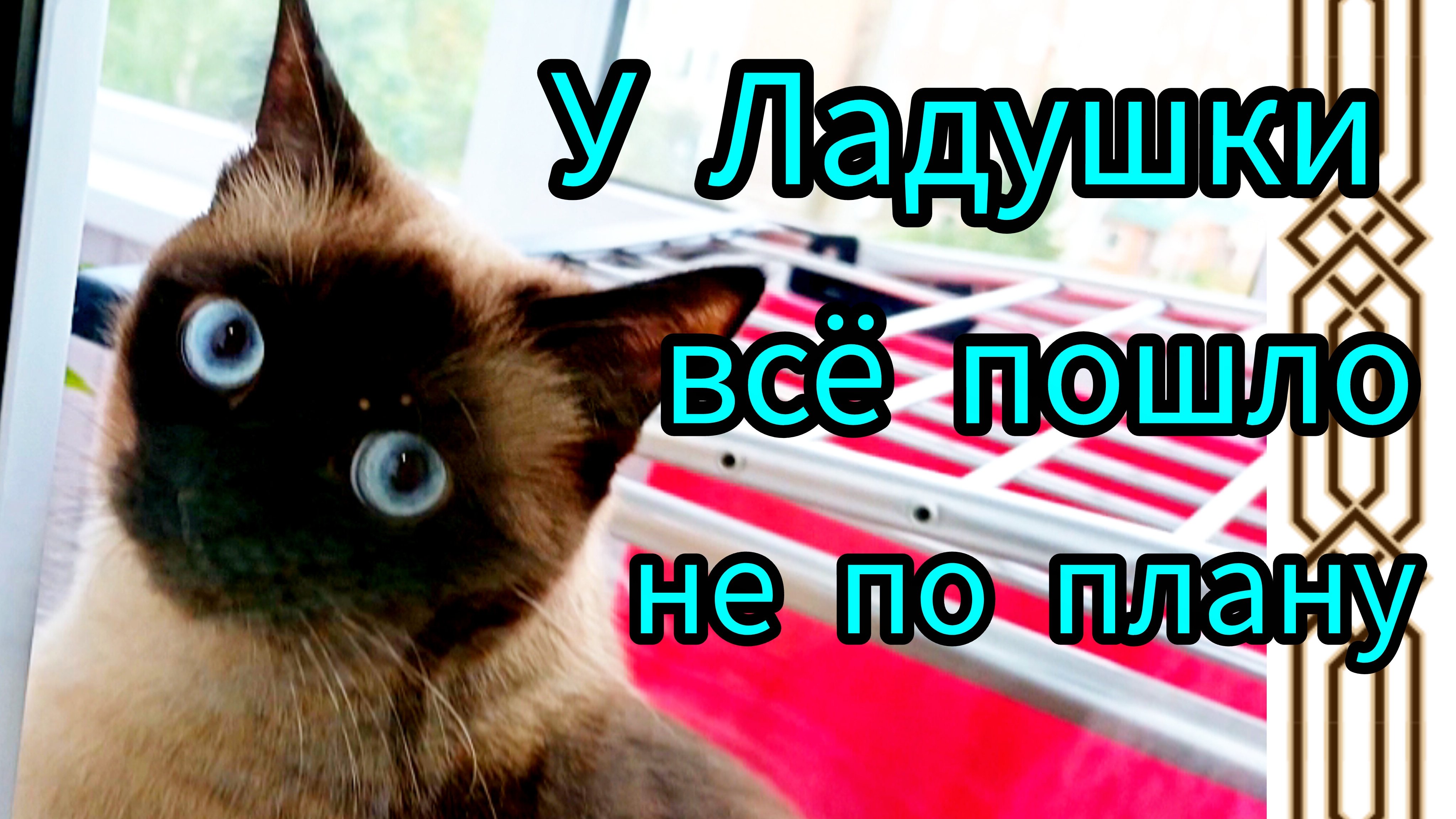 Кошка🐱Ладушка😂и👍её выкрутасы #прикольные котики #смешныекоты #кошка Ладушка #cat's