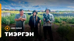 «Тиэргэн» Иннокентий Аполлонович мас олордон көрдөрдө (29.08.25)
