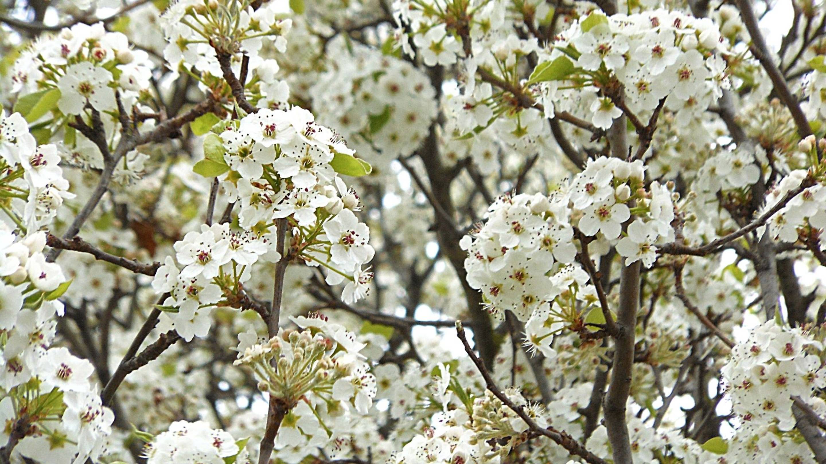 🌸😍 Весна – Царевна