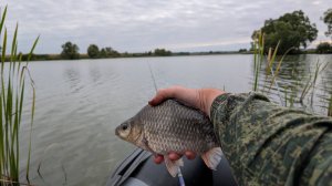 НЕ ОЖИДАЛ НАЛОВИТЬ ТАКИХ КАРАСЕЙ!
